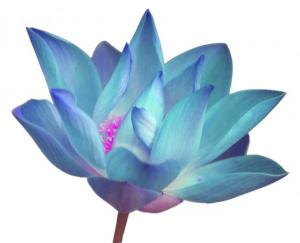 lotusblue_0.jpg